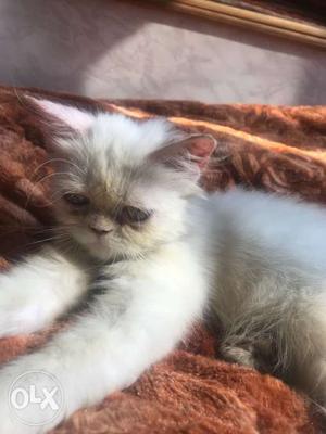 White Persian Kitten