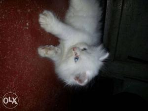 White Persian Kitten semipunch