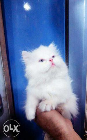 White blue eyes brown long hair persian kitten