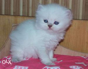 White coloe blue eyes 55 days persian kitten for sale in all