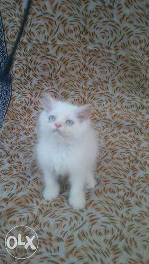 White color blue eyes persian kitten for sale in