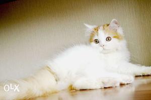 White color persian kitten avalible for sale in kanpur