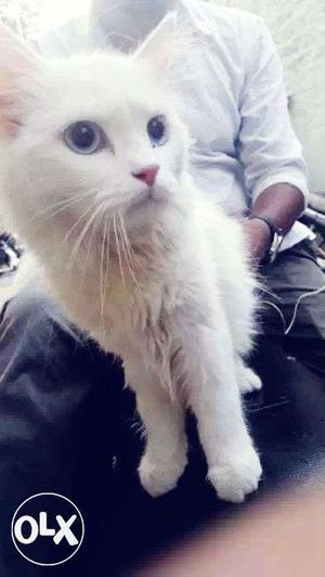 White colour, doll face, persian cat, 10 months