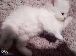 White kittens for sale booking open 3 females 3