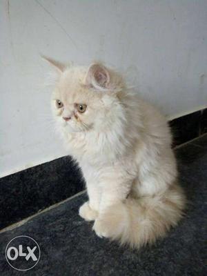 White persian cat Male, 10 months old