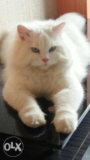 White persian male 11months, good fur, blue eyes