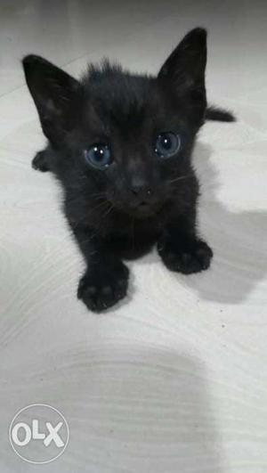 1 month black cat