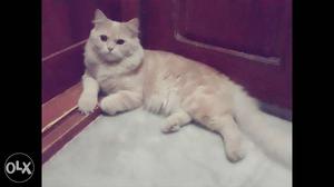 19 months old Persian cat male up for urgent sale