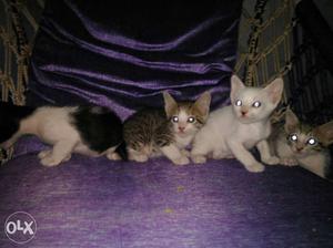 4 kitten for sale 100 per 1 white black line 2 brownish 1