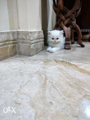 Almost 2 months old Persian cat named Fia. (price