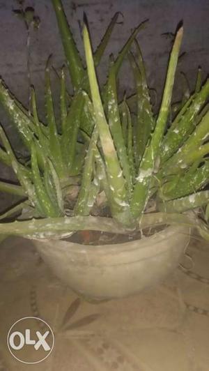 Alovera plant for sale