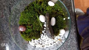 Beautiful terrarium..made with Moss..for people