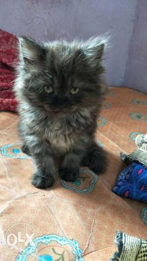 Black And Brown Persian Kitten