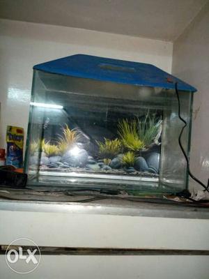 Blue Wooden Framed Fish Tank
