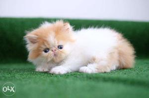 Blue eyes snow white pure persian Orange And White Tabby