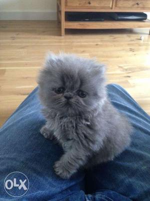 CATSBAE Persian kittens available call us