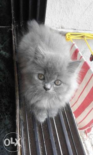 CATSBAE Persian kittens available call us on