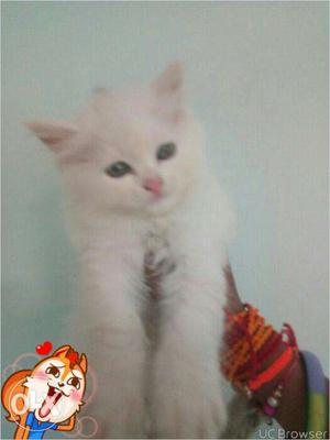 Cash on delivery kitten for sale in Jaipur