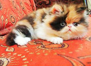 Cat extreme punch calico female top quality
