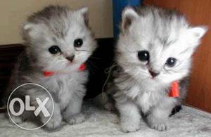 Cute and adorable Persian kittens