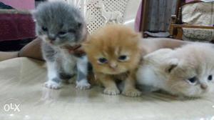 Cute friendly Persian kittens for new homes Pure