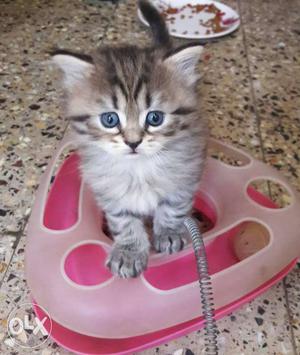 Doll face Persian kittens 1 month old