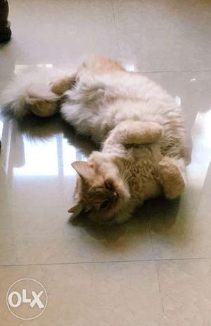 Doll face half punched Male Persian available for