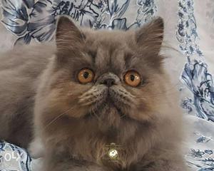 Extreme Punch Blue Persian male kitten available
