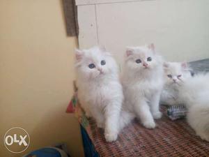 Four White Fur Kittens