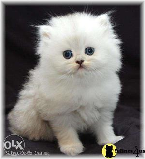 Hey guyz i want to sell my persian cat male and female