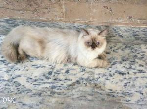 Himalayan cat male blue eyes 18mnths