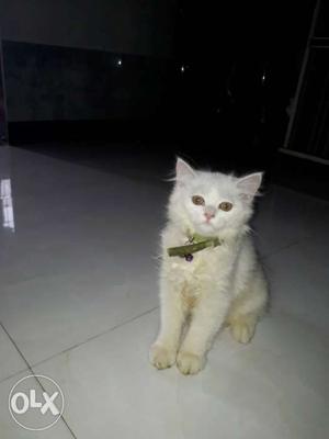 I want to sell full white female Persian cat 2 2