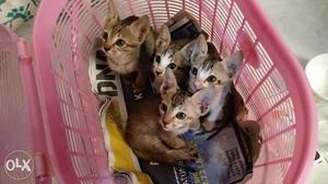 Kittens for adoption- 4 1-month-old kittens.