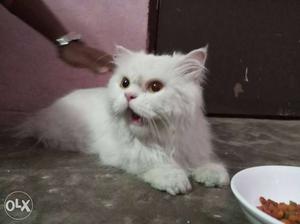 Long-coated White Cat male persian