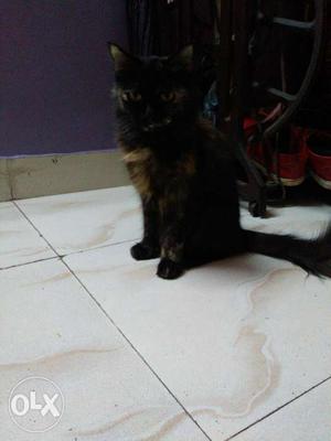 Long-fur Brown And Black Cat