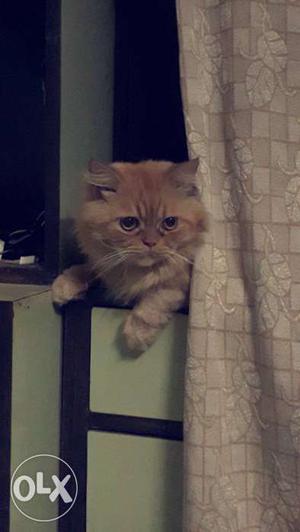 Male persian cat for breeding 1.5 yrs old