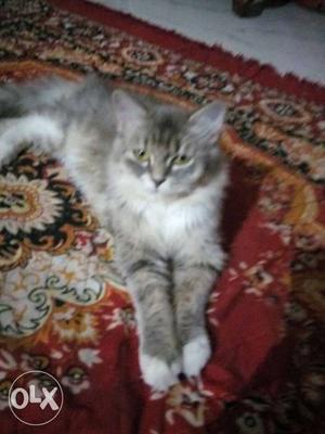 Need Persion male cat for mating..
