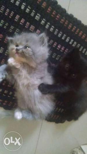 One month old Persian cat kittens
