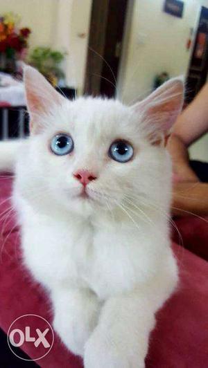 Original Persian Cat White with Blue Eyes 2 mnth old