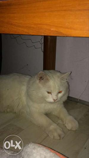 Persian Cat Snow white in color/ Male / 10 months