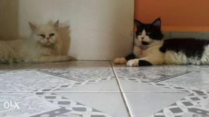 Persian Kitten 15days old is available 2black and 3white