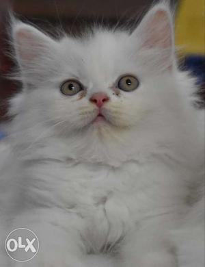 Persian Kitten 3 months old litter