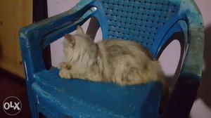 Persian cat 7 months female