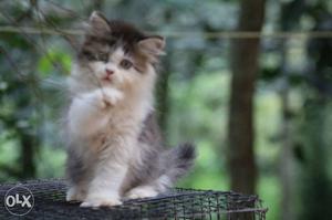 Persian cat cute kitten.toilet