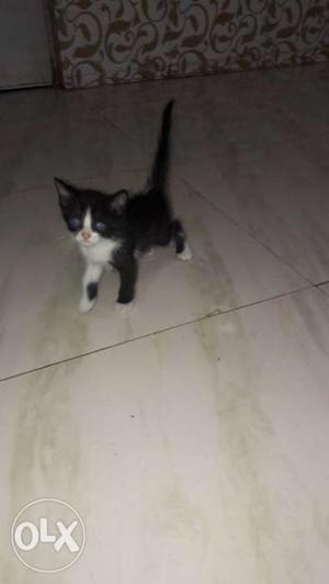 Persian cat male Black And White orng white Kitten