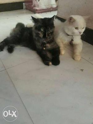 Persian cat male and female at just  female