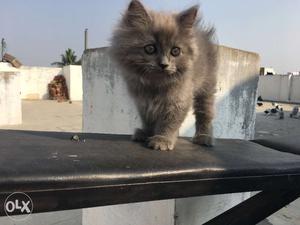 Persian cats male and female Grey and white in
