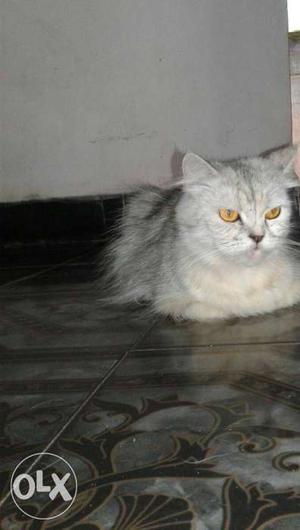 Persian female cat for sell