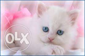 Persian kittens available top quality best breed