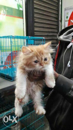 Persian kittens male/Feemale healthy & Active